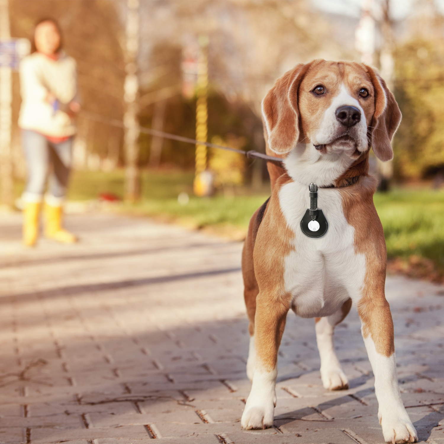 Hund mit SkyTag Duos Anhänger am Halsband beim Spaziergang im Park – zur Ortung von Haustieren.